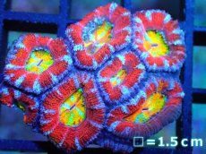 画像1: 【サンゴ】【通販】【オーストラリア産】カクオオトゲキクメイシ (Rainbow)（個体販売）No.21（生体）（サンゴ） (1)
