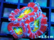 画像1: 【サンゴ】【通販】【オーストラリア産】カクオオトゲキクメイシ (Rainbow)（個体販売）No.22（生体）（サンゴ） (1)