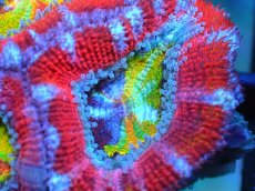 画像2: 【サンゴ】【通販】【オーストラリア産】カクオオトゲキクメイシ (Rainbow)（個体販売）No.22（生体）（サンゴ） (2)