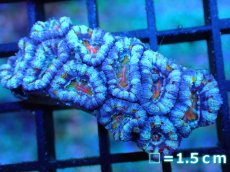 画像1: 【サンゴ】【通販】【オーストラリア産】カクオオトゲキクメイシ (Rainbow)（個体販売）No.23（生体）（サンゴ） (1)