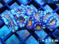 画像1: 【サンゴ】【通販】【オーストラリア産】カクオオトゲキクメイシ (Rainbow)（個体販売）No.24（生体）（サンゴ） (1)