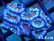画像1: 【サンゴ】【通販】【オーストラリア産】カクオオトゲキクメイシ (Rainbow)（個体販売）No.25（生体）（サンゴ） (1)