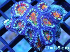 画像1: 【サンゴ】【通販】【オーストラリア産】カクオオトゲキクメイシ (Rainbow)（個体販売）No.26（生体）（サンゴ） (1)