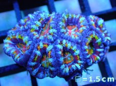 画像1: 【サンゴ】【通販】【オーストラリア産】カクオオトゲキクメイシ (Rainbow)（個体販売）No.27（生体）（サンゴ） (1)