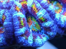 画像2: 【サンゴ】【通販】【オーストラリア産】カクオオトゲキクメイシ (Rainbow)（個体販売）No.27（生体）（サンゴ） (2)