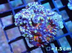 画像1: 【サンゴ】【通販】【オーストラリア産】カクオオトゲキクメイシ (Rainbow)（個体販売）No.28（生体）（サンゴ） (1)