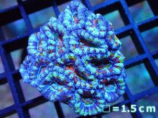 画像1: 【サンゴ】【通販】【オーストラリア産】カクオオトゲキクメイシ (Rainbow)（個体販売）No.29（生体）（サンゴ） (1)