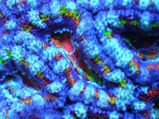 画像2: 【サンゴ】【通販】【オーストラリア産】カクオオトゲキクメイシ (Rainbow)（個体販売）No.29（生体）（サンゴ） (2)