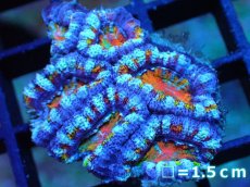 画像1: 【サンゴ】【通販】【オーストラリア産】カクオオトゲキクメイシ (Rainbow)（個体販売）No.30（生体）（サンゴ） (1)