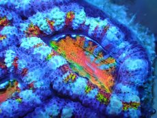 画像2: 【サンゴ】【通販】【オーストラリア産】カクオオトゲキクメイシ (Rainbow)（個体販売）No.30（生体）（サンゴ） (2)