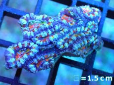画像1: 【サンゴ】【通販】【オーストラリア産】カクオオトゲキクメイシ (Rainbow)（個体販売）No.31（生体）（サンゴ） (1)