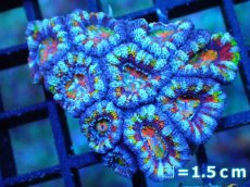 画像1: 【サンゴ】【通販】【オーストラリア産】カクオオトゲキクメイシ (Rainbow)（個体販売）No.32（生体）（サンゴ） (1)