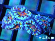 画像1: 【サンゴ】【通販】【オーストラリア産】カクオオトゲキクメイシ (Rainbow)（個体販売）No.33（生体）（サンゴ） (1)