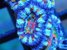 画像2: 【サンゴ】【通販】【オーストラリア産】カクオオトゲキクメイシ (Rainbow)（個体販売）No.33（生体）（サンゴ） (2)