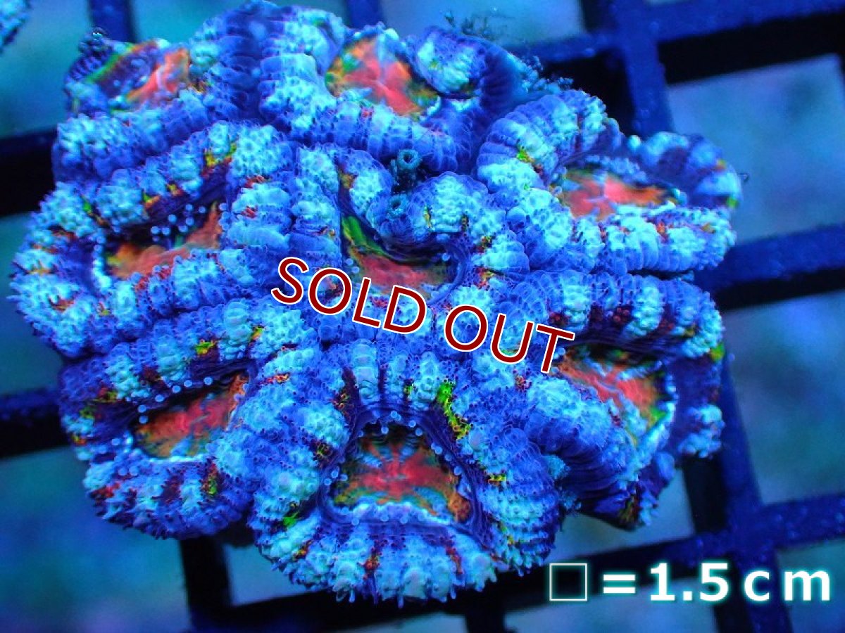 画像1: 【サンゴ】【通販】【オーストラリア産】カクオオトゲキクメイシ (Rainbow)（個体販売）No.34（生体）（サンゴ） (1)
