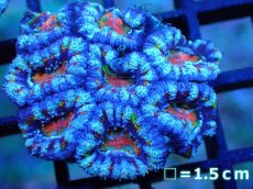画像1: 【サンゴ】【通販】【オーストラリア産】カクオオトゲキクメイシ (Rainbow)（個体販売）No.34（生体）（サンゴ） (1)