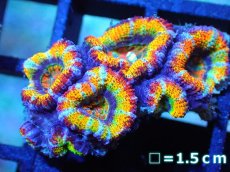画像1: 【サンゴ】【通販】【オーストラリア産】カクオオトゲキクメイシ (Rainbow)（個体販売）No.35（生体）（サンゴ） (1)