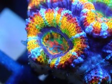 画像2: 【サンゴ】【通販】【オーストラリア産】カクオオトゲキクメイシ (Rainbow)（個体販売）No.35（生体）（サンゴ） (2)