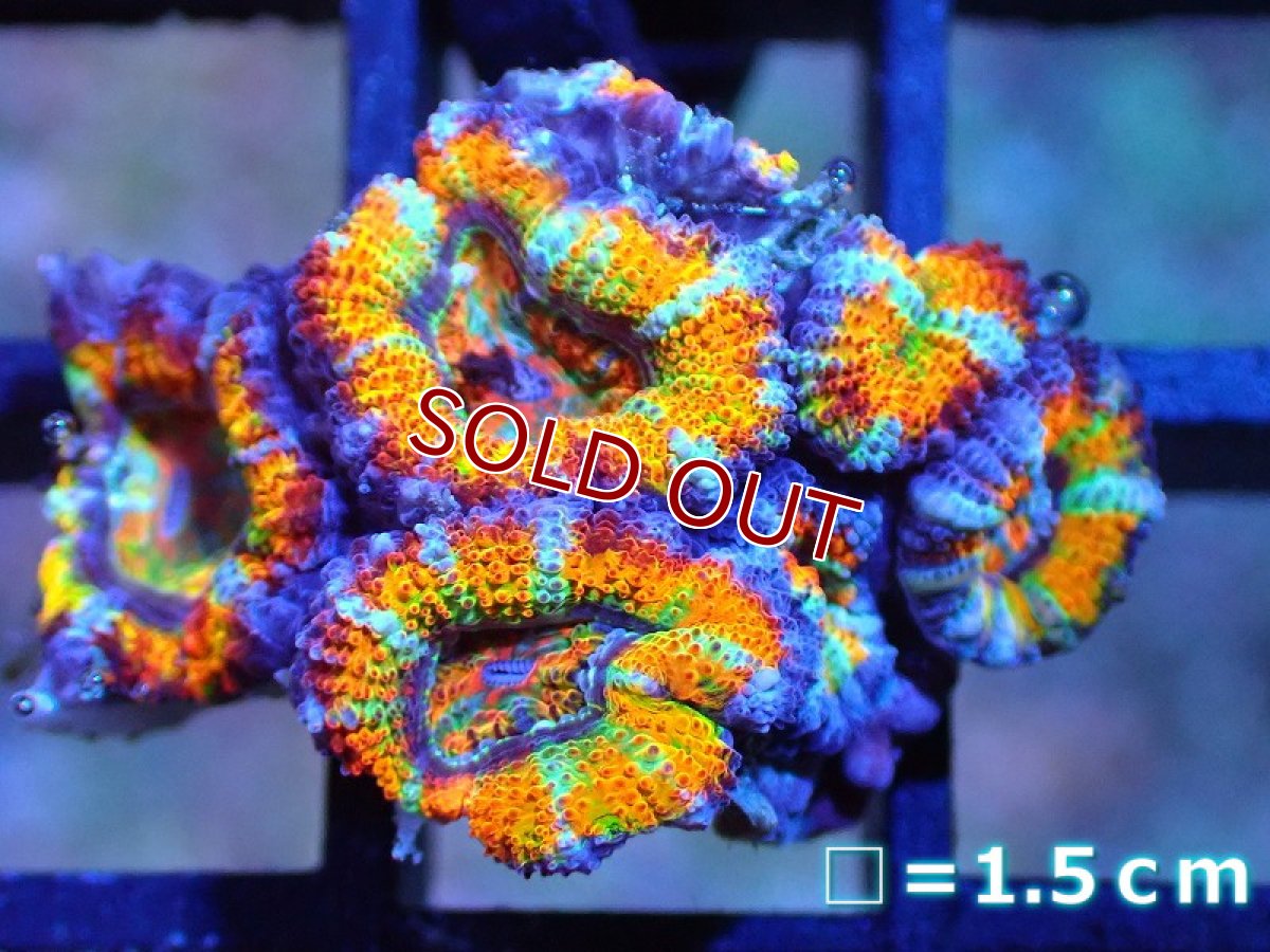 画像1: 【サンゴ】【通販】【オーストラリア産】カクオオトゲキクメイシ (Rainbow)（個体販売）No.36（生体）（サンゴ） (1)