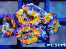 画像1: 【サンゴ】【通販】【オーストラリア産】カクオオトゲキクメイシ (Rainbow)（個体販売）No.36（生体）（サンゴ） (1)