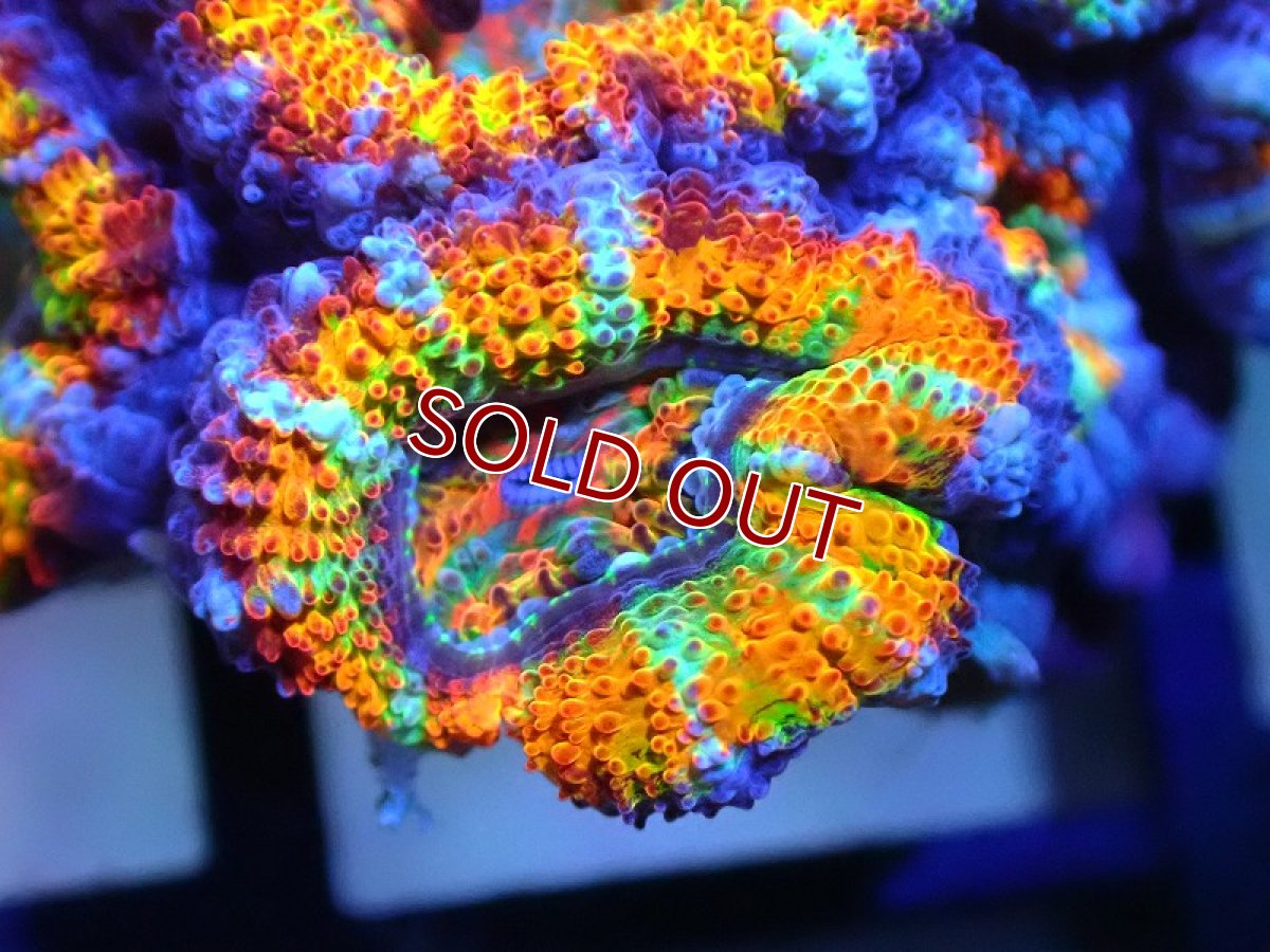画像2: 【サンゴ】【通販】【オーストラリア産】カクオオトゲキクメイシ (Rainbow)（個体販売）No.36（生体）（サンゴ） (2)