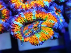 画像2: 【サンゴ】【通販】【オーストラリア産】カクオオトゲキクメイシ (Rainbow)（個体販売）No.36（生体）（サンゴ） (2)