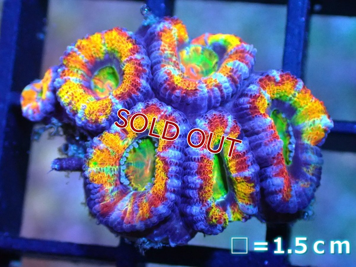 画像1: 【サンゴ】【通販】【オーストラリア産】カクオオトゲキクメイシ (Rainbow)（個体販売）No.37（生体）（サンゴ） (1)