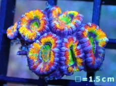 画像1: 【サンゴ】【通販】【オーストラリア産】カクオオトゲキクメイシ (Rainbow)（個体販売）No.37（生体）（サンゴ） (1)