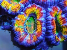 画像2: 【サンゴ】【通販】【オーストラリア産】カクオオトゲキクメイシ (Rainbow)（個体販売）No.37（生体）（サンゴ） (2)