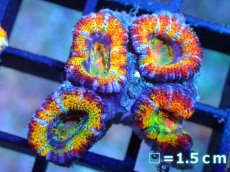 画像1: 【サンゴ】【通販】【オーストラリア産】カクオオトゲキクメイシ (Rainbow)（個体販売）No.38（生体）（サンゴ） (1)