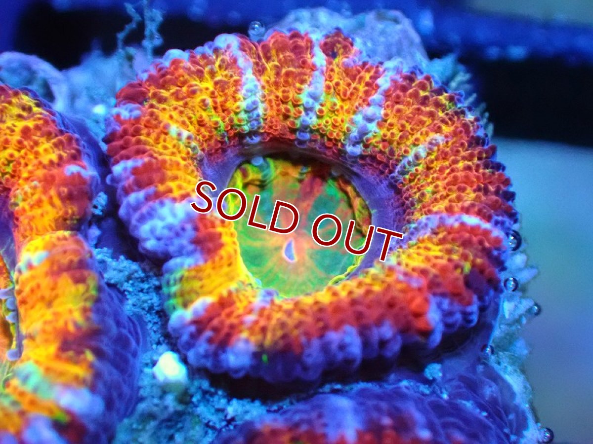 画像2: 【サンゴ】【通販】【オーストラリア産】カクオオトゲキクメイシ (Rainbow)（個体販売）No.38（生体）（サンゴ） (2)