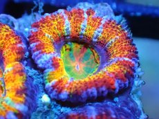 画像2: 【サンゴ】【通販】【オーストラリア産】カクオオトゲキクメイシ (Rainbow)（個体販売）No.38（生体）（サンゴ） (2)