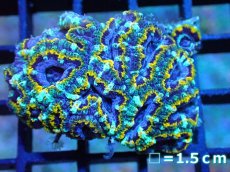 画像1: 【サンゴ】【通販】【オーストラリア産】カクオオトゲキクメイシ (Yellow Rim/Ultra)（個体販売）No.39（生体）（サンゴ） (1)