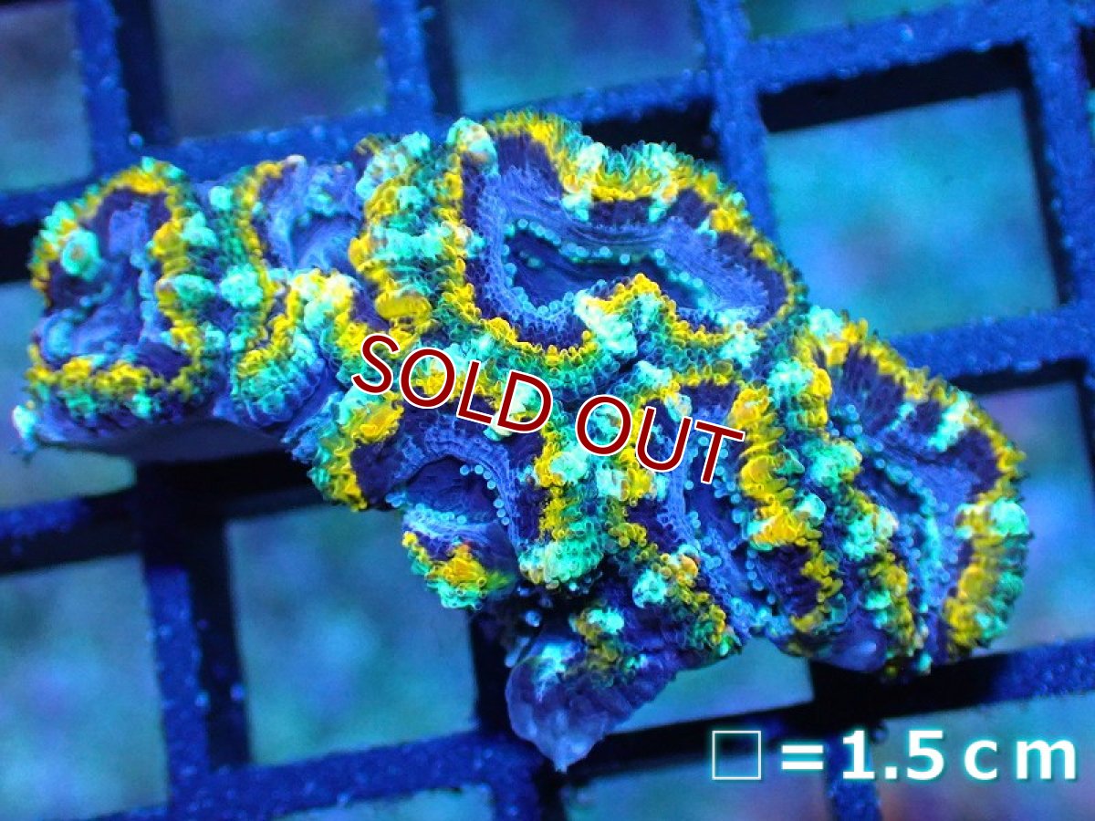 画像1: 【サンゴ】【通販】【オーストラリア産】カクオオトゲキクメイシ (Yellow Rim/Ultra)（個体販売）No.40（生体）（サンゴ） (1)