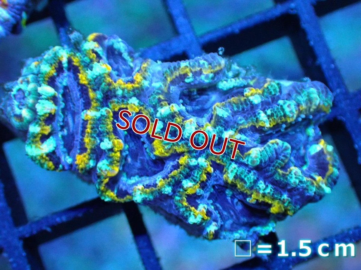 画像1: 【サンゴ】【通販】【オーストラリア産】カクオオトゲキクメイシ (Yellow Rim/Ultra)（個体販売）No.41（生体）（サンゴ） (1)