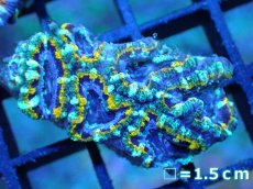 画像1: 【サンゴ】【通販】【オーストラリア産】カクオオトゲキクメイシ (Yellow Rim/Ultra)（個体販売）No.41（生体）（サンゴ） (1)