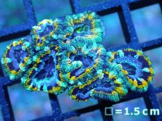 画像1: 【サンゴ】【通販】【オーストラリア産】カクオオトゲキクメイシ (Yellow Rim/Ultra)（個体販売）No.42（生体）（サンゴ） (1)