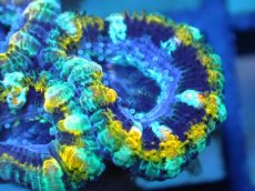 画像2: 【サンゴ】【通販】【オーストラリア産】カクオオトゲキクメイシ (Yellow Rim/Ultra)（個体販売）No.42（生体）（サンゴ） (2)