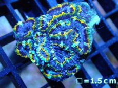 画像1: 【サンゴ】【通販】【オーストラリア産】カクオオトゲキクメイシ (Yellow Rim/Ultra)（個体販売）No.45（生体）（サンゴ） (1)
