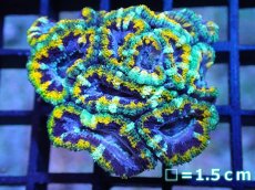 画像1: 【サンゴ】【通販】【オーストラリア産】カクオオトゲキクメイシ (Yellow Rim/Ultra)（個体販売）No.46（生体）（サンゴ） (1)