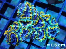 画像1: 【サンゴ】【通販】【オーストラリア産】カクオオトゲキクメイシ (Yellow Rim/Ultra)（個体販売）No.51（生体）（サンゴ） (1)