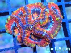 画像1: 【サンゴ】【通販】【オーストラリア産】カクオオトゲキクメイシ (Rainbow)（個体販売）No.52（生体）（サンゴ） (1)