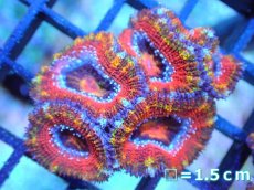 画像1: 【サンゴ】【通販】【オーストラリア産】カクオオトゲキクメイシ (Rainbow)（個体販売）No.53（生体）（サンゴ） (1)