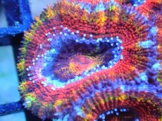 画像2: 【サンゴ】【通販】【オーストラリア産】カクオオトゲキクメイシ (Rainbow)（個体販売）No.53（生体）（サンゴ） (2)