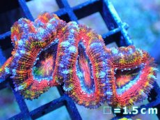 画像1: 【サンゴ】【通販】【オーストラリア産】カクオオトゲキクメイシ (Rainbow)（個体販売）No.54（生体）（サンゴ） (1)