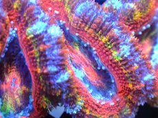 画像2: 【サンゴ】【通販】【オーストラリア産】カクオオトゲキクメイシ (Rainbow)（個体販売）No.54（生体）（サンゴ） (2)