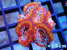 画像1: 【サンゴ】【通販】【オーストラリア産】カクオオトゲキクメイシ (Rainbow)（個体販売）No.55（生体）（サンゴ） (1)