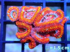 画像1: 【サンゴ】【通販】【オーストラリア産】カクオオトゲキクメイシ (Rainbow)（個体販売）No.56（生体）（サンゴ） (1)
