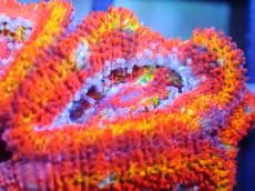 画像2: 【サンゴ】【通販】【オーストラリア産】カクオオトゲキクメイシ (Rainbow)（個体販売）No.56（生体）（サンゴ） (2)