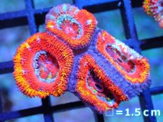 画像1: 【サンゴ】【通販】【オーストラリア産】カクオオトゲキクメイシ (Rainbow)（個体販売）No.57（生体）（サンゴ） (1)